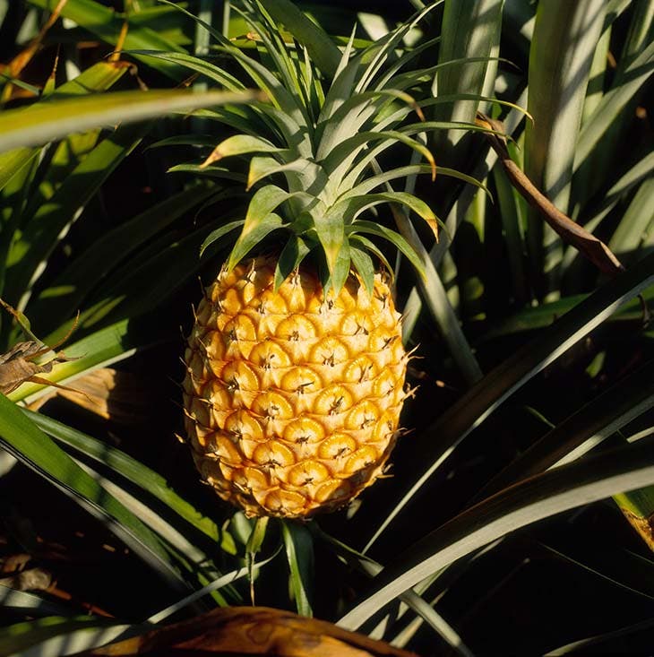 Ananas 