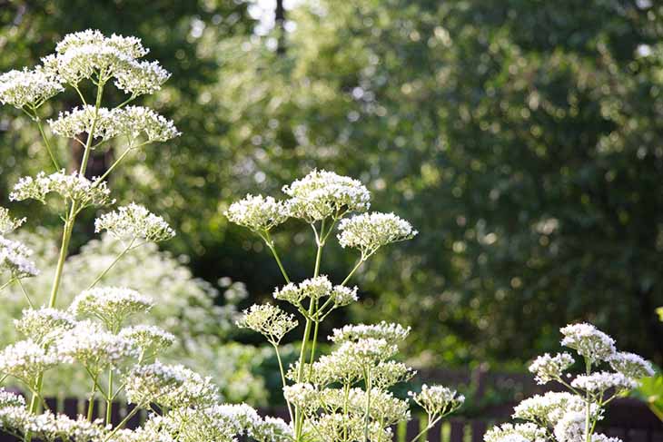 angelica