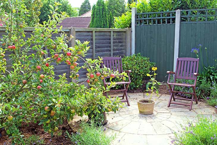 arbre fruitier dans le jardin de la maison