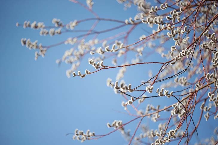 arbre salix