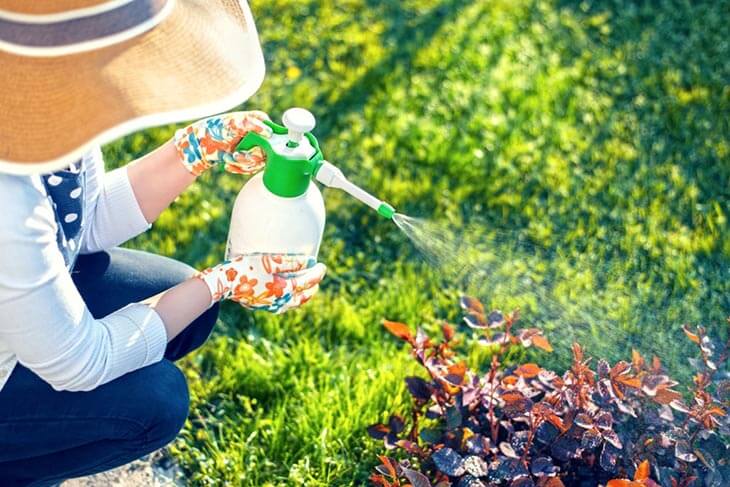 Arrosage plantes avec du lait