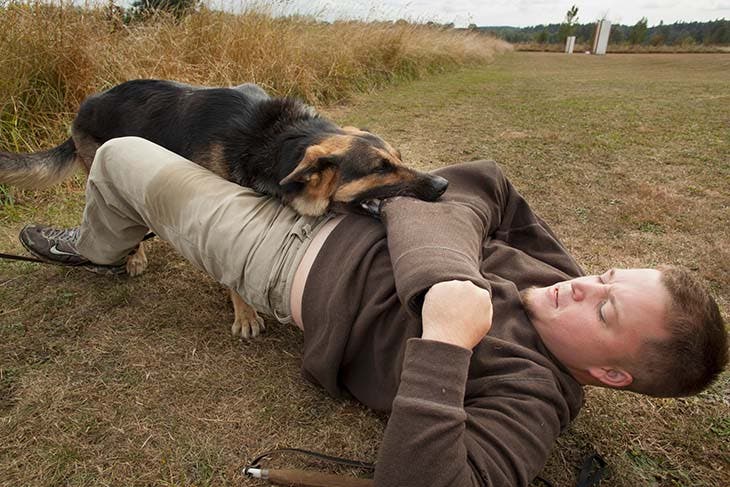 Attaque chien 