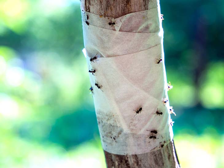 Barrière anti-fourmis 