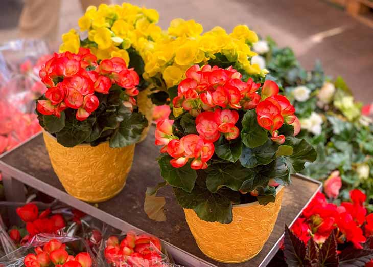 Bégonias en pot 