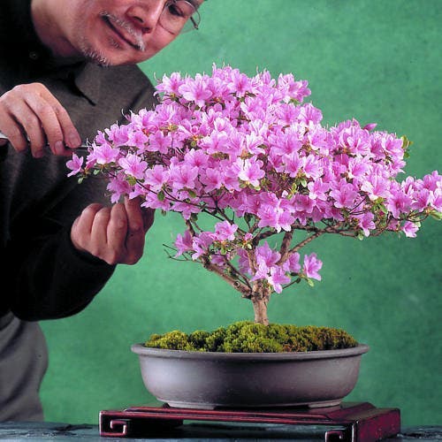 bonsai-azalea-m-x