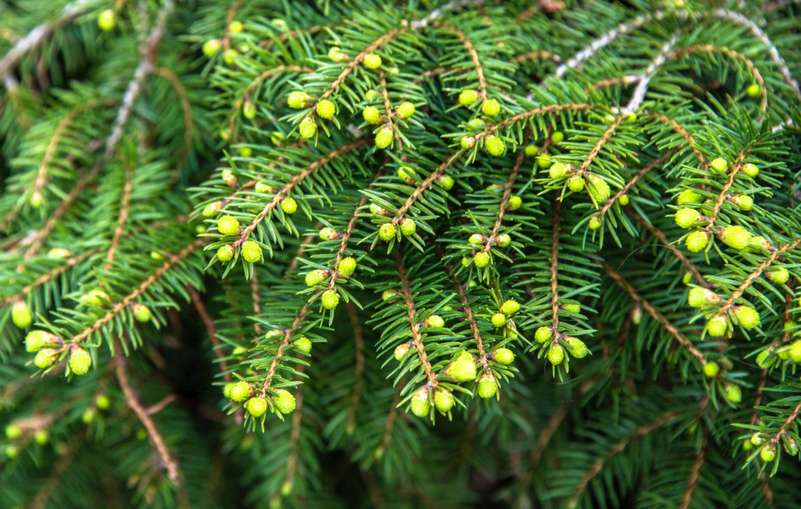 bourgeons sapin