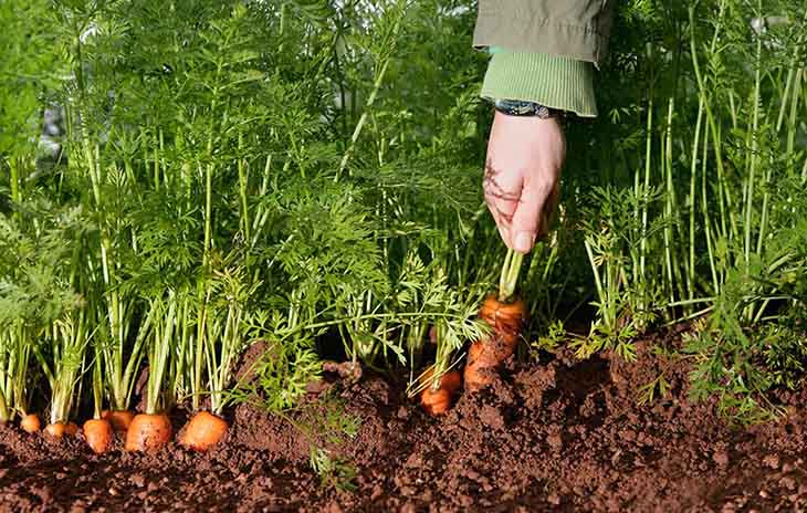 Cultiver les carottes - source : spm