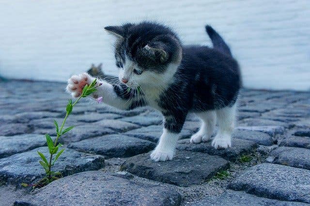 Les chats protègent votre maison