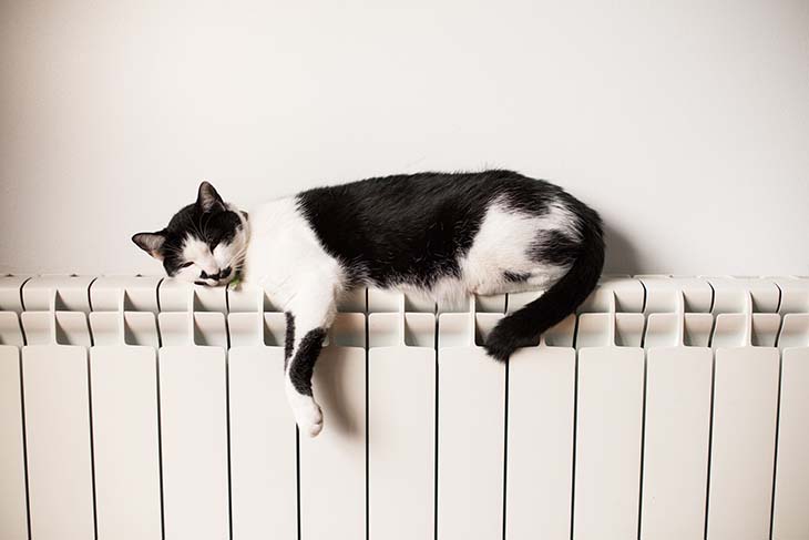 Un chat qui dort sur le radiateur 