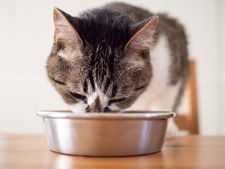 Un chat en train de manger - source : spm