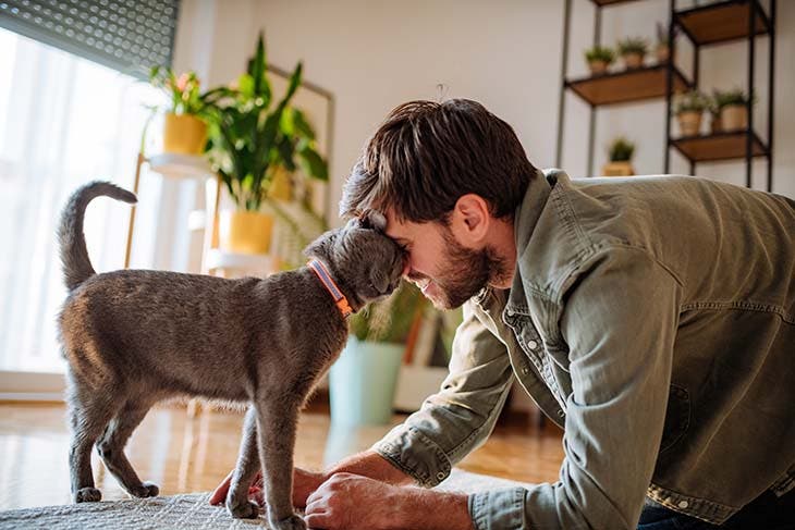 Un chat qui frotte sa tête 