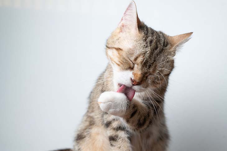 Un chat qui se lèche pour se nettoyer - source : spm