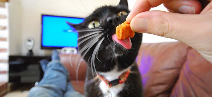 Chat qui mange de votre main 