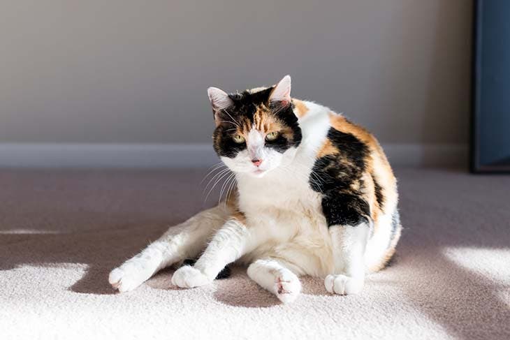 Un chat sur un tapis - source : spm