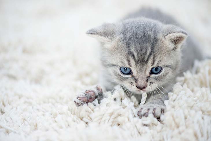 Chaton qui pétrit 