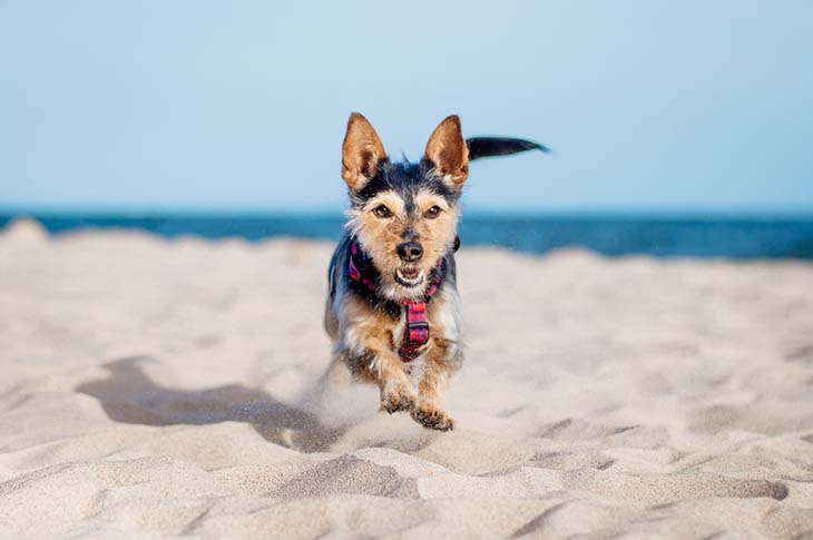 chien a la plage