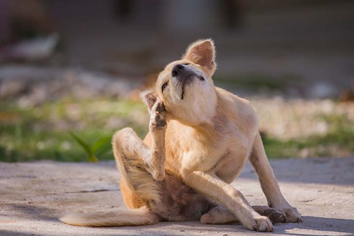 Un chien qui se gratte - source : spm