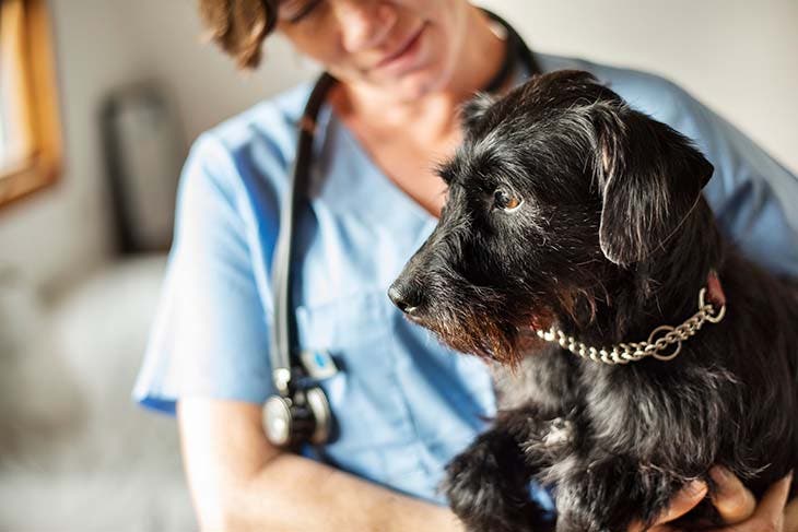 Un chien chez le vétérinaire - source : spm