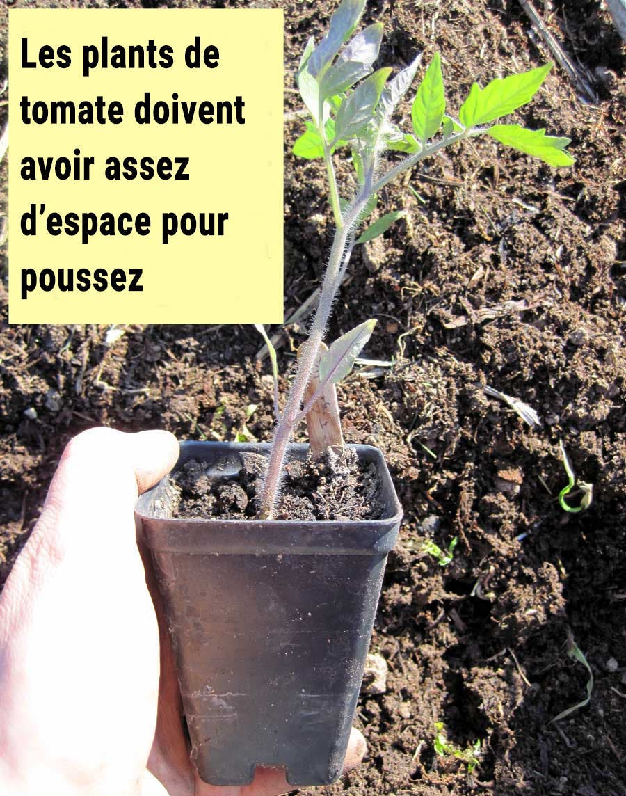 choisir entre semer grainer ou acheter plants