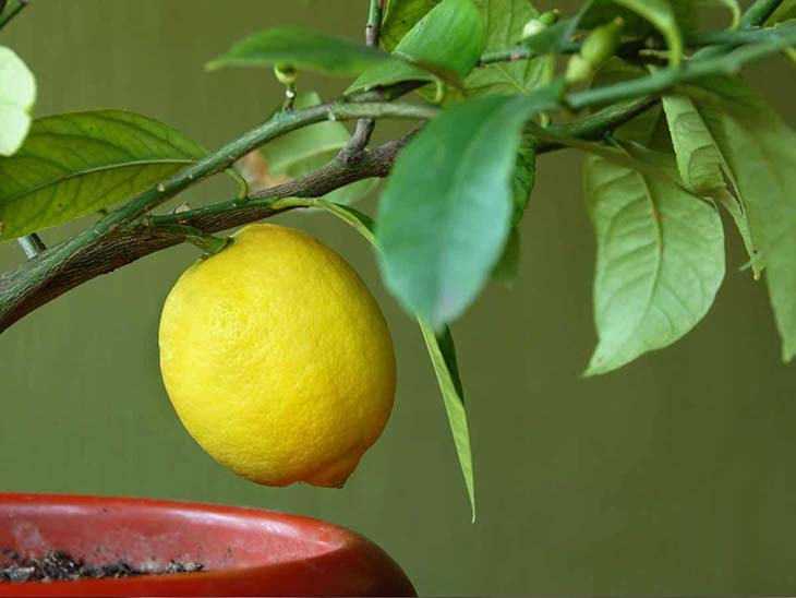 citronnier a la maison