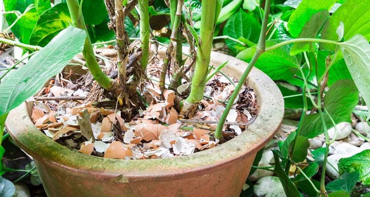 Coquille d’oeufs sur les plantes 