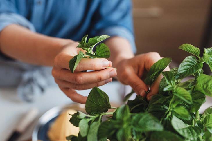 couper feuille de menthe