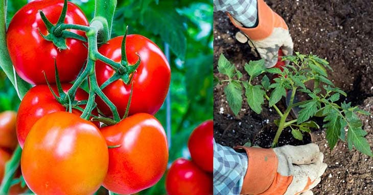 Réussir la culture des tomates - source : spm