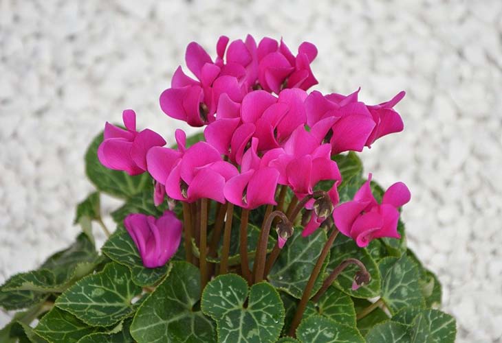 Cyclamen 