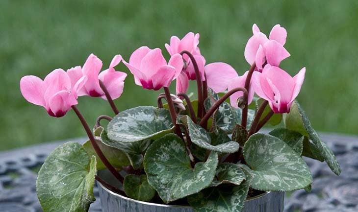 Le cyclamen offre des fleurs très élégantes 