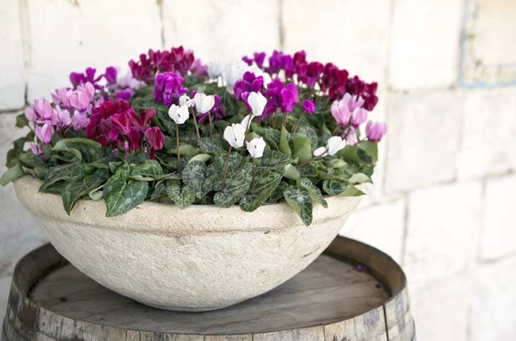 Un cyclamen en pot 