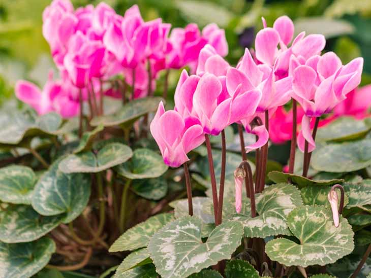 Le cyclamen fait partie des plantes ornementales les plus appréciées 