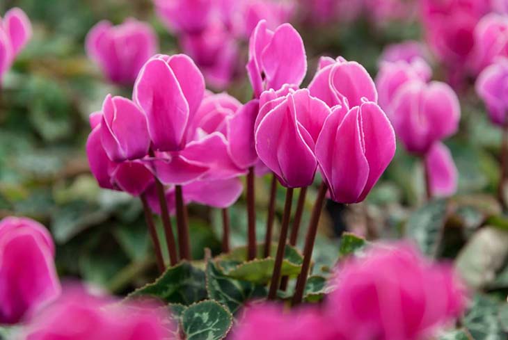 Cyclamen 