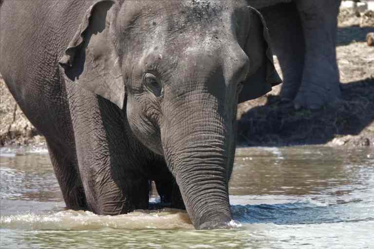 éléphants de cirque2