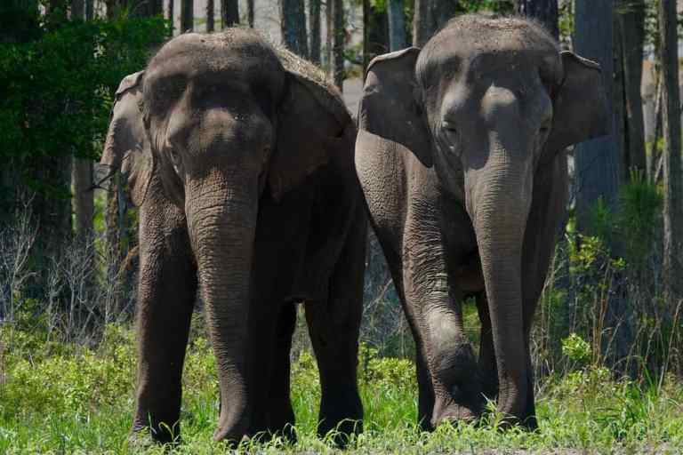 éléphants de cirque3