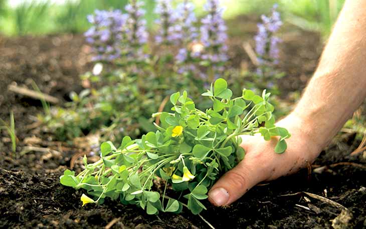 Éliminer les mauvaises herbes grâce au papier journal 