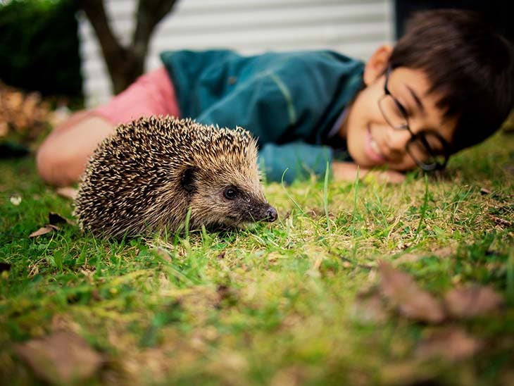 Un enfant regarde un hérisson 