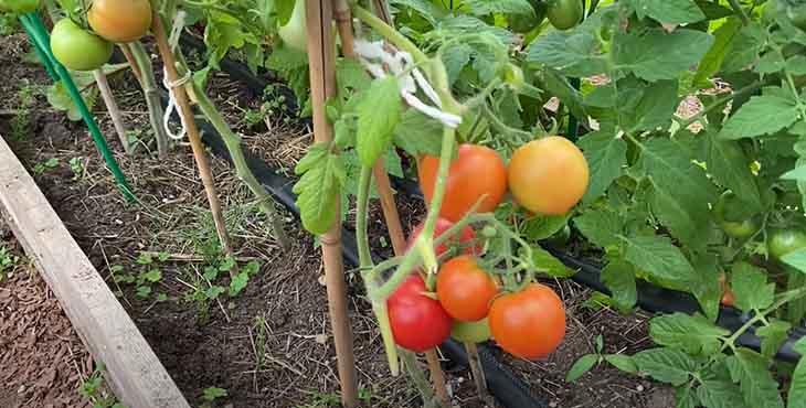 Engrais tomates 