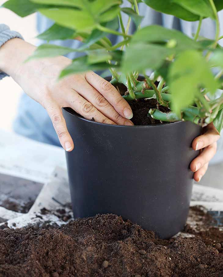 entretenir les plantes