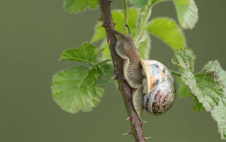 Escargots sur les plantes 