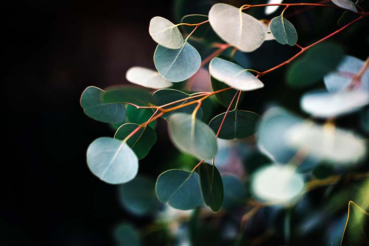 eucalyptus-1