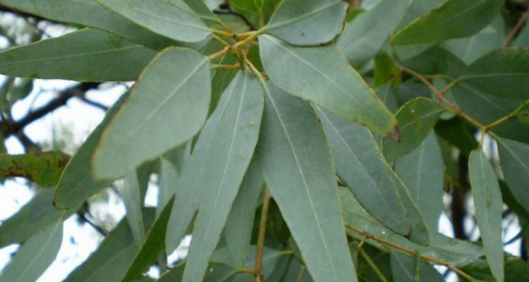 eucalyptus