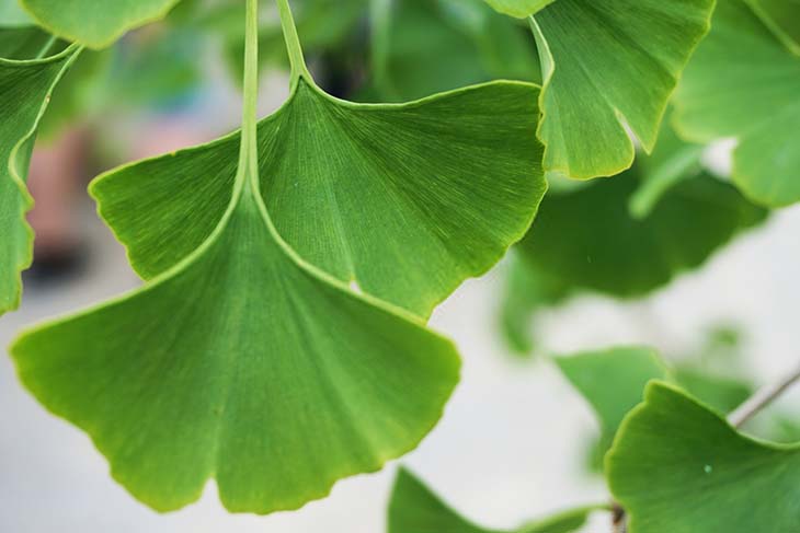 feuilles de gingko