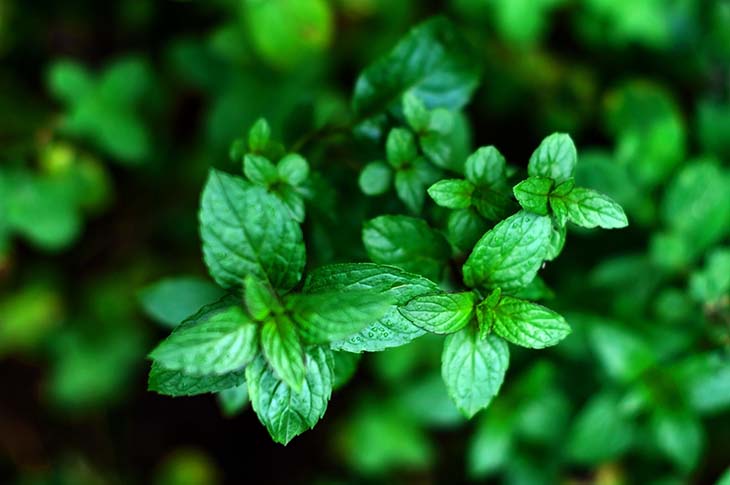 feuilles de menthe poivrée