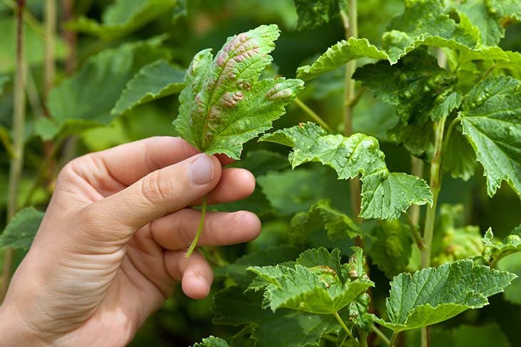 Feuilles des plantes infectées - source : spm