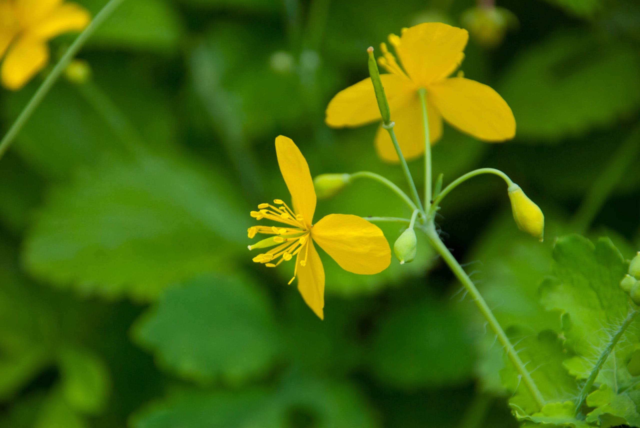 fleur de chelidoine