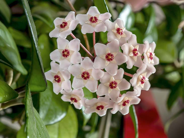 La fleur de porcelaine 