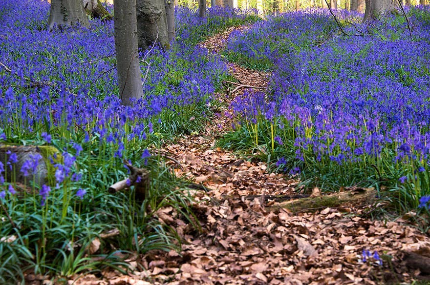 fleurs bleues