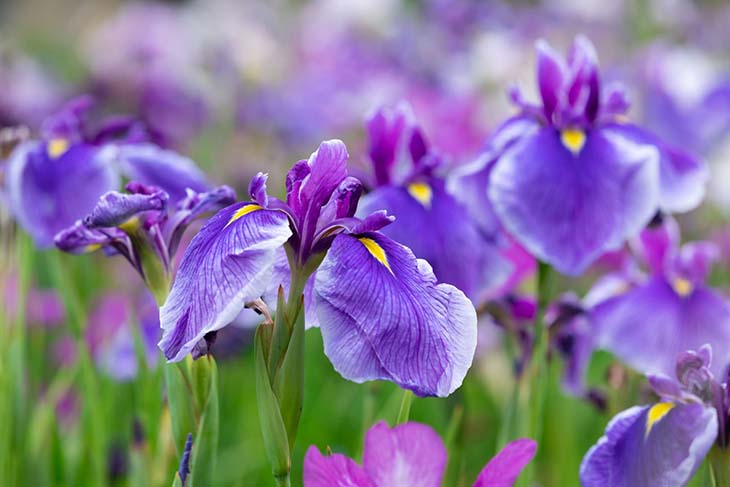 Fleurs d'iris 