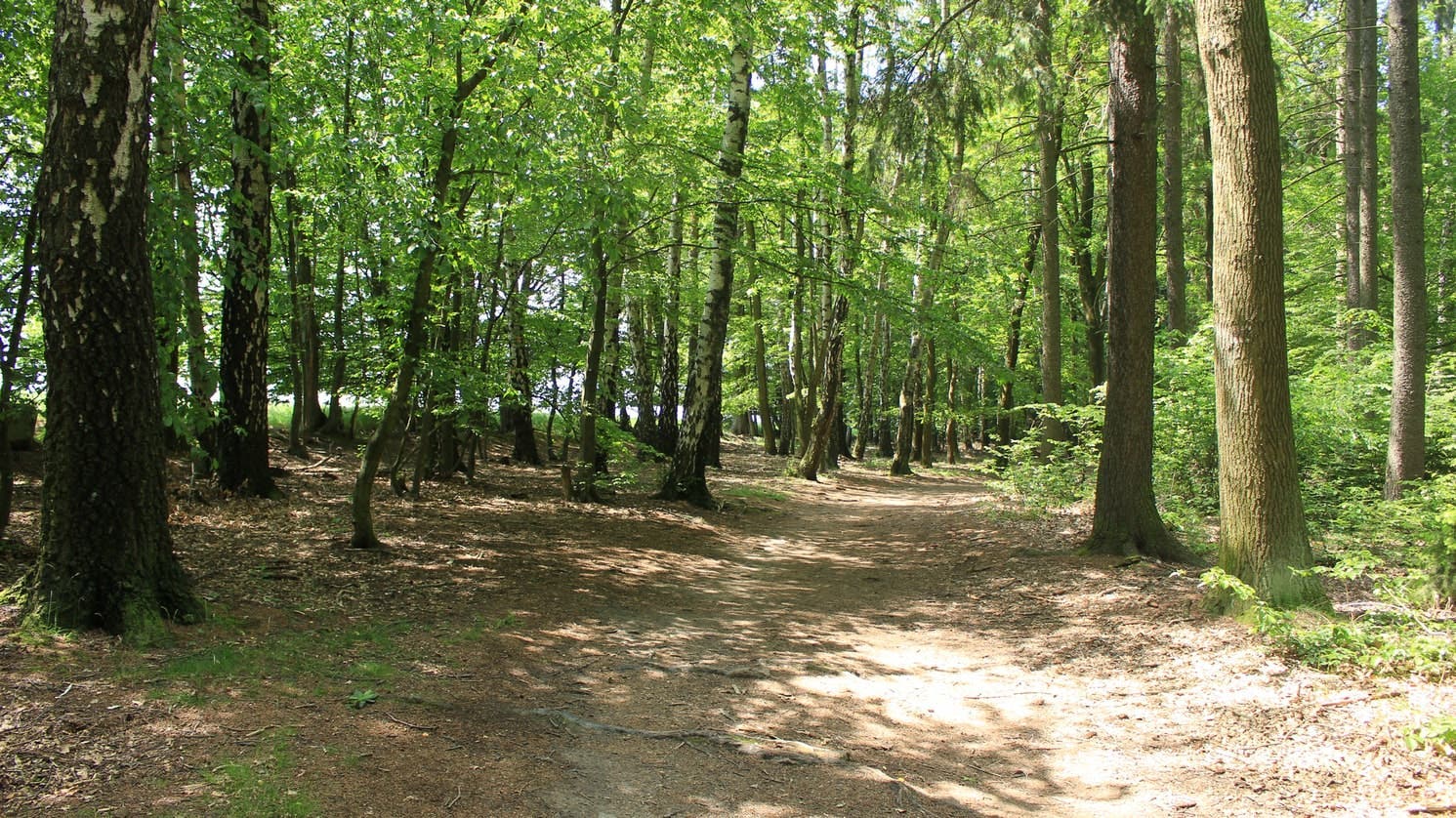 Forêt