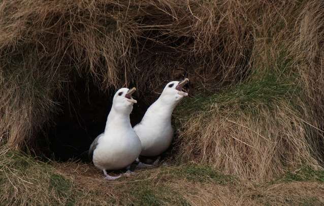 fulmars